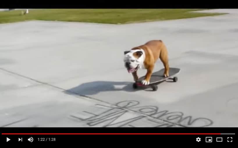 Skateboarding Dog on YouTube